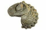 Wide Enrolled Morocops Trilobite - Morocco #323530-2